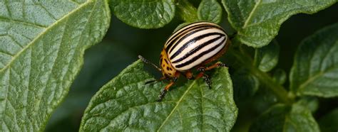 Escaravelho Da Batateira Biosani Agricultura Biol Gica