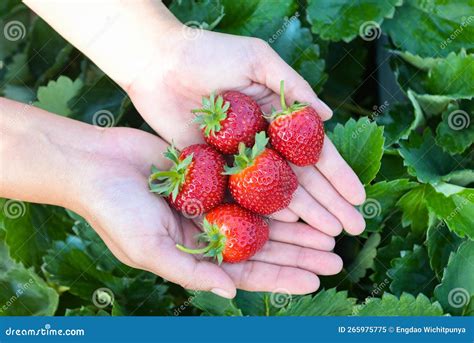 Planta De Morangos Fazenda De Morango Fresco Maduro Para Colheita De