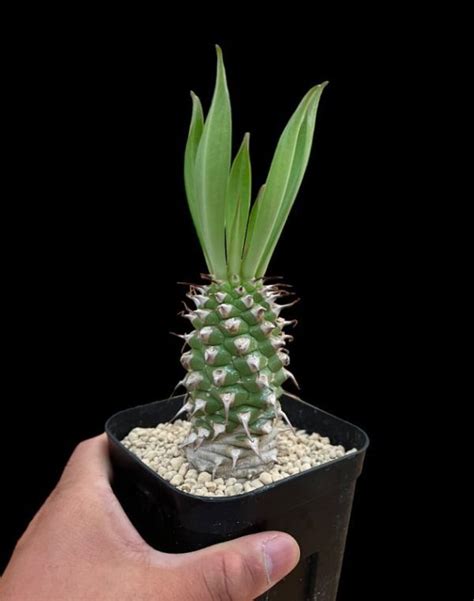 Yahooオークション ユーフォルビア・サピニーeuphorbia Sapinii