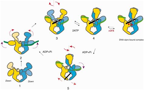 Dna Gyrase Supercoiling Catalytic Cycle In The Light Of Dna Gyrase Full Download Scientific