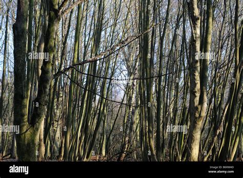 Beech Trees In Winter Elmbridge Surrey Uk Stock Photo Alamy