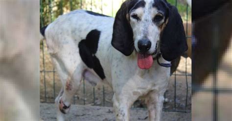 Cagnotte solidaire ce chien à 3 pattes connait enfin le bonheur