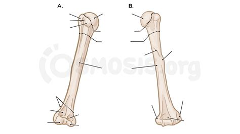 Bones of the upper limb | Osmosis