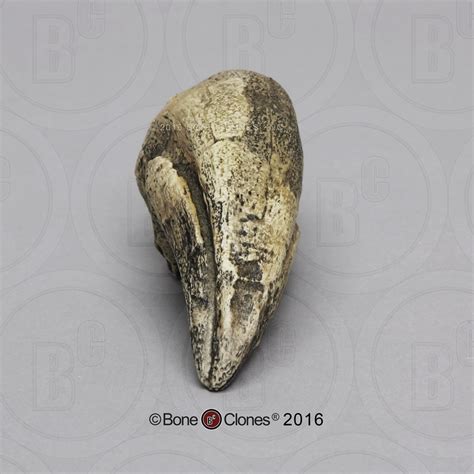 Tyrannosaurus rex Claw - Bone Clones - Osteological Reproductions