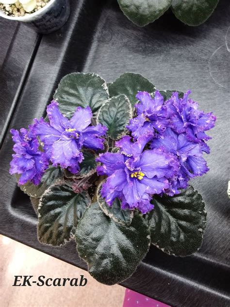 Ek Scarab African Violets Purple Flowers Flowers