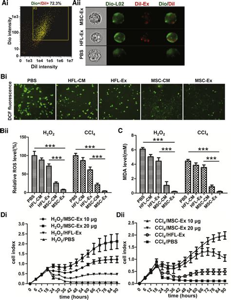 HucMSC Ex Reduced Oxidative Stress And Increased Cell Viability In LO2