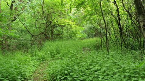 The Park Next Door Kohl Park Hiking Trail Milwaukee Wi