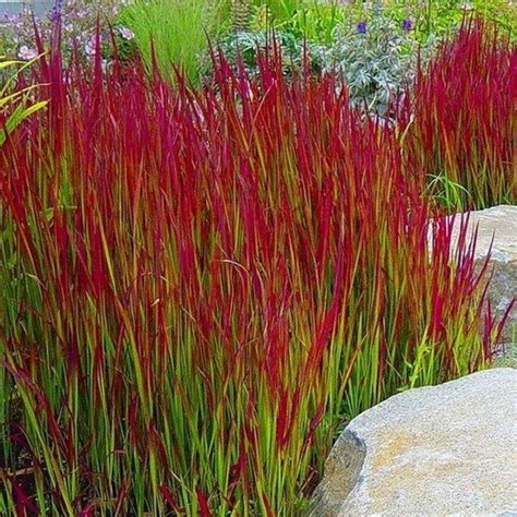 Shenandoah Red Switch Grass Buy 9 And Save More Eureka Farms