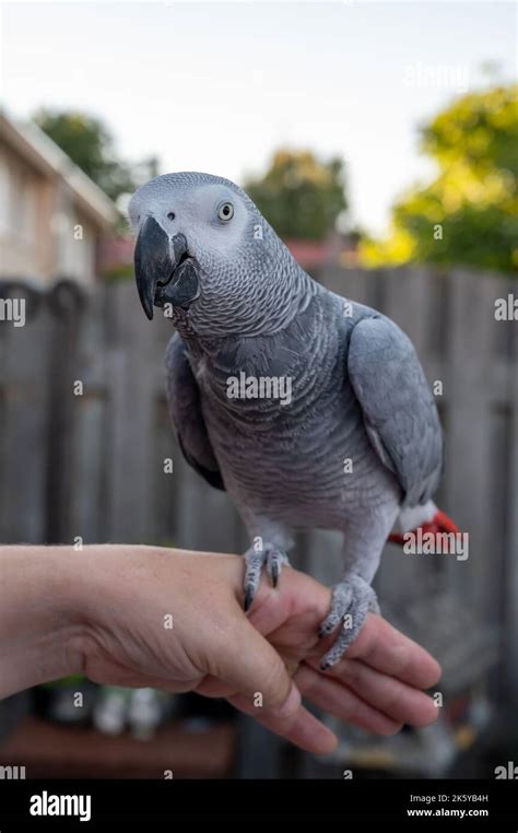 African Grey Parrot With Red Tail Sitting On Hand Outdoor Stock Photo