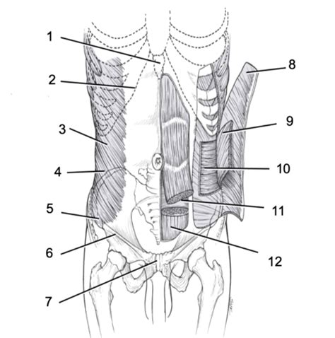 Surface Anatomy Of The Pelvis And Abdomen Flashcards Quizlet