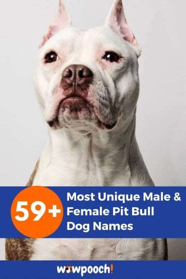 59+ Most Unique Male And Female Pit Bull Dog Names - WowPooch