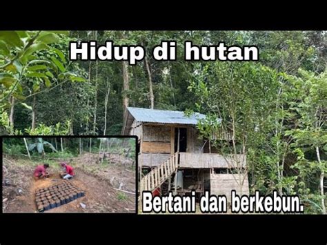 Bantu Bapak Buat Bibitkan Sawit Di Lahan Pondok Hutan Youtube