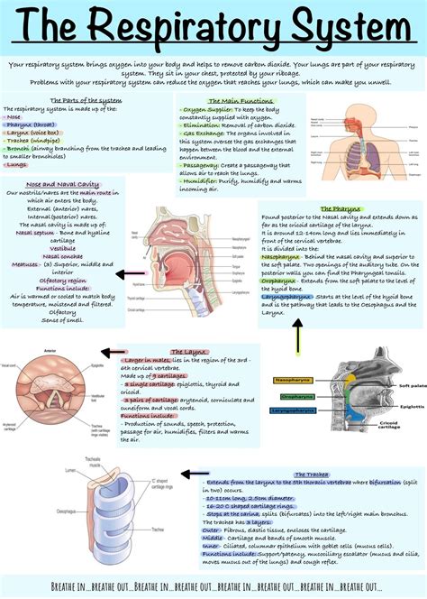 The Respiratory System Study Guide Etsy