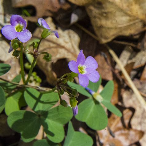 Iowa wildflower Wednesday: Violet wood sorrel - Bleeding Heartland