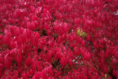 Blätter Herbst Rot Kostenloses Foto auf Pixabay