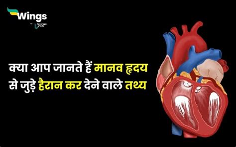 Heart Facts In Hindi क्या आप जानते हैं मानव हृदय से जुड़े हैरान कर देने वाले तथ्य Leverage Edu