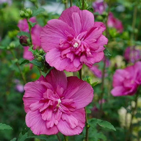 Magenta Chiffon Hibiscus Wholesale Liners Spring Meadow Nursery