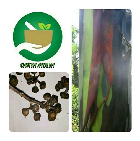 Jual Benih Biji Pohon Pelangi Pohon Kayu Unik Rainbow Eucalyptus Isi 7