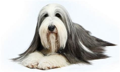 10 Stunning Long Haired Dogs