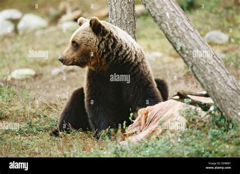 Brown Bear With Carcass For Bait Ursus Arctos Finland Stock Photo