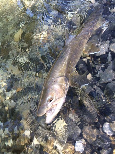 Bull Trout In Alberta The Bushwhackers Society