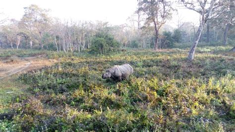 Forest In North Bengal Stock Photo Image Of Travel 117013148