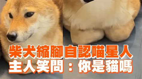 柴犬縮腳自認喵星人 主人笑問：你是貓嗎🤣｜寵物動物｜柴柴｜精選影片 Youtube