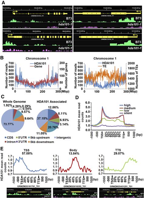 Genome Wide Mapping Of Hda Binding Sites In Maize Dap Seeds