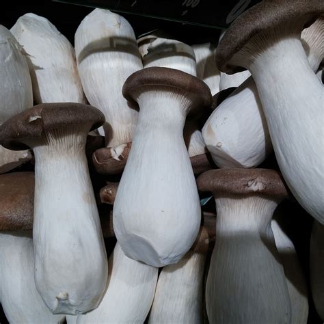 Pleurotus Eryngii - tekutá kultúra - Mycelinarium