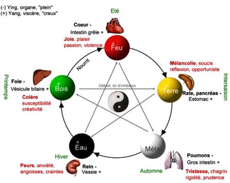 Les Méridiens Organes Et Fonctions En Kinésiologie