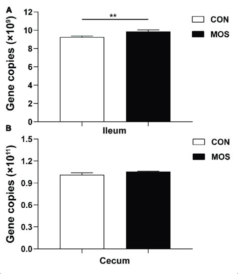 Quantitative Pcr Analysis Of 16s Rrna Gene Copy Numbers In The