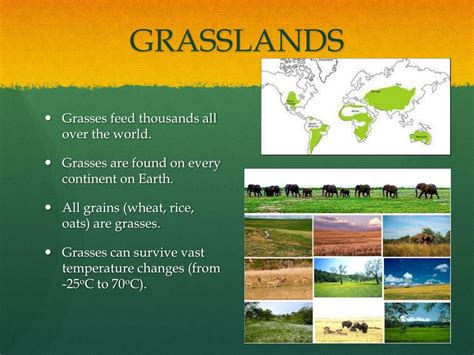 PPT - GRASSLAND BIOMES PowerPoint Presentation, free download - ID:2668105