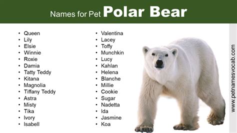 Best Polar Bear Names - Pet Names Vocab