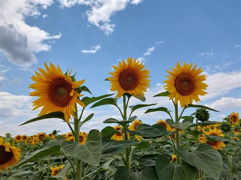 Großteils sonnig mit 31 Grad So wird das Wetter am Sonntag im