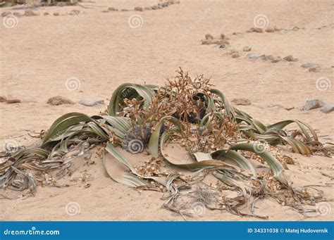 Welwitschia Mirabilis In Namib Desert Royalty Free Stock Photo