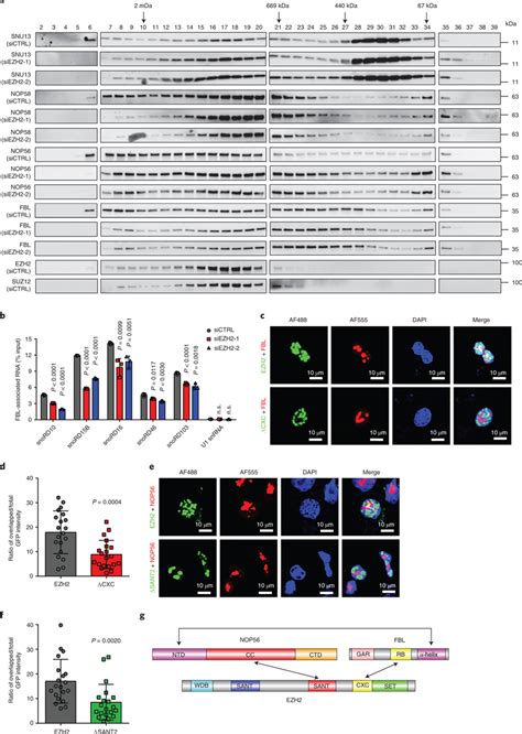 Formation Of A EZH2FBLNOP56 Trimer Facilitates Box C D SnoRNP