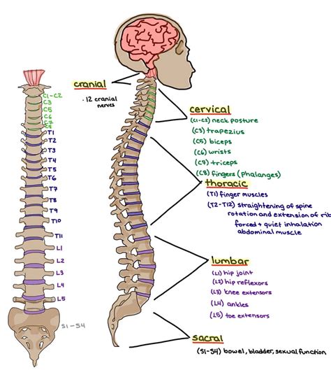 Spinal And Cranial Nerves Artofit