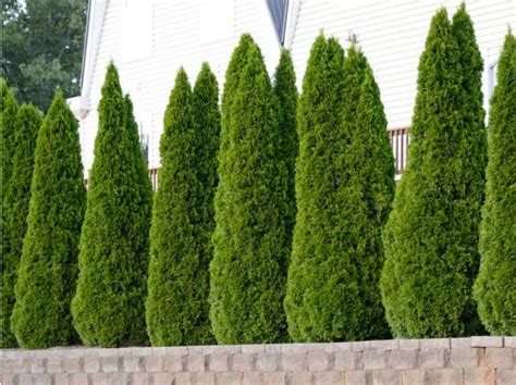 Emerald Green Arborvitae In 2020 Emerald Green Arborvitae Evergreen Trees For Sale Evergreen