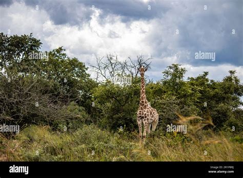 Lonely Giraffe In Savannah Her Natural Habitat In Imire Rhino