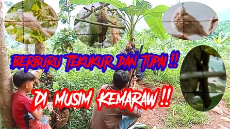 Berburu Tekukur Dan Tupai Di Musim Kemaraw YouTube