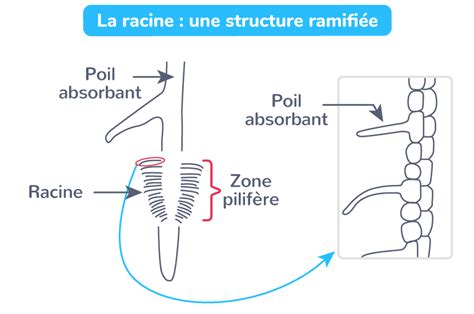 Sch Matiser La Structure D Une Racine Tle Exercice De Connaissances