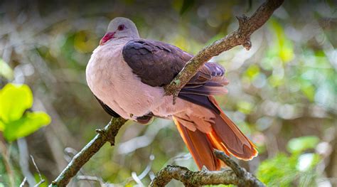 Pink Pigeon | San Diego Zoo Safari Park