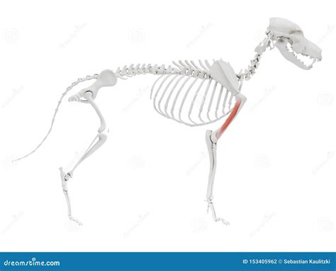 The Dog Muscle Anatomy Brachialis Stock Illustration Illustration