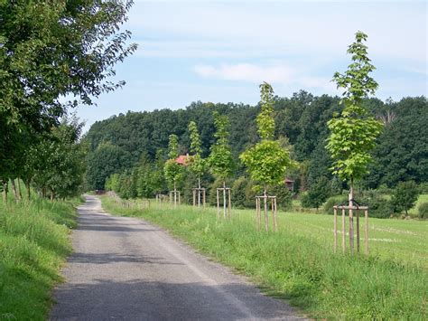 Gratis Billeder Landskab Tr Natur Skov Sti Gr S Bjerg Vej