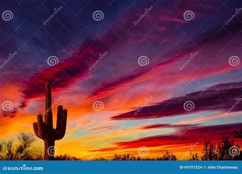 Arizona Saguaro Cactus Sunset Stock Photo - Image of nrich, landscape ...