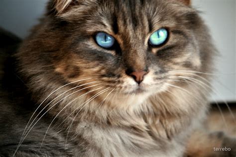 Beautiful Blue Eyes Tabby By Terrebo Redbubble