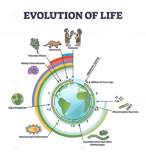 Evolution of life with round timeline for living development outline diagram | Life timeline ...