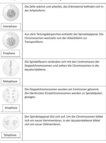 Meiose Und Mitose Coll Ge Jahr Karteikarten Quizlet