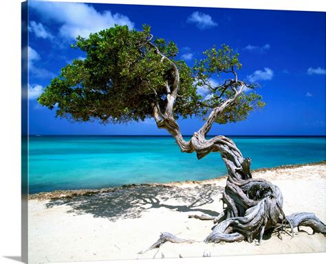 Divi Divi Tree, Aruba, Lesser Antilles, Caribbean Wall Art, Canvas ...