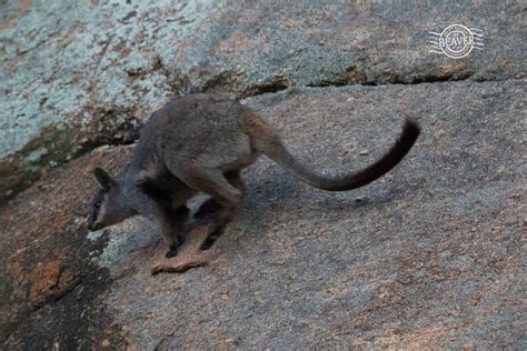 Black Flanked Rock Wallaby Wildlife Watching In Australia